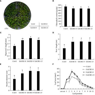 PpSAUR5 promotes plant growth by regulating lignin and hormone pathways